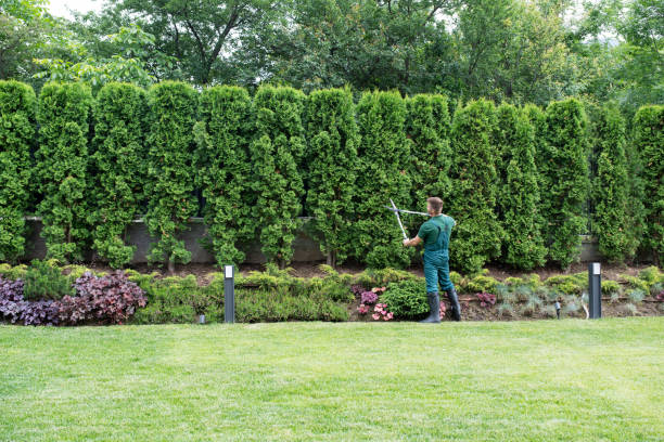 Best Root Management and Removal  in Nutter Fort, WV