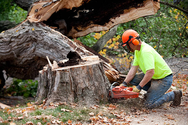 Best Emergency Tree Removal  in Nutter Fort, WV